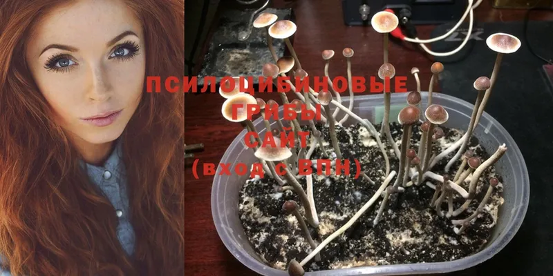 купить   Калуга  Псилоцибиновые грибы Cubensis 